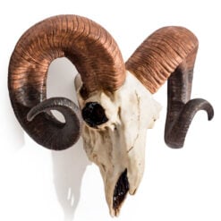 Boho Resin Ram Skull Head Wall Decor 41cm