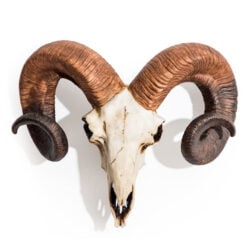 Boho Resin Ram Skull Head Wall Decor 41cm